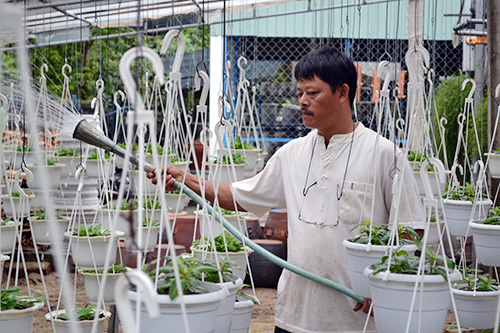 Trồng hoa ngắn ngày cho thu nhập cao